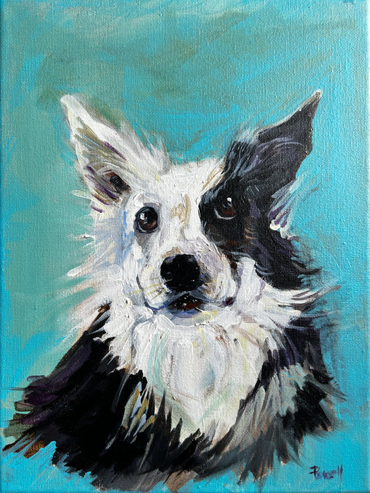 Pet portrait commission of a border collie dog on a turquoise blue background by Worcester artist Margaret Powell