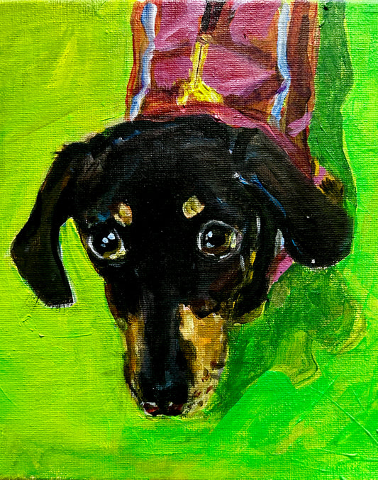 Sausage dog dachshund pet portrait commission by Worcester artist Margaret Powell