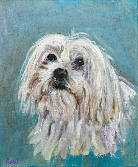 Buddy the Maltese dog painted by Worcester Artist Margaret Powell against a blue background.