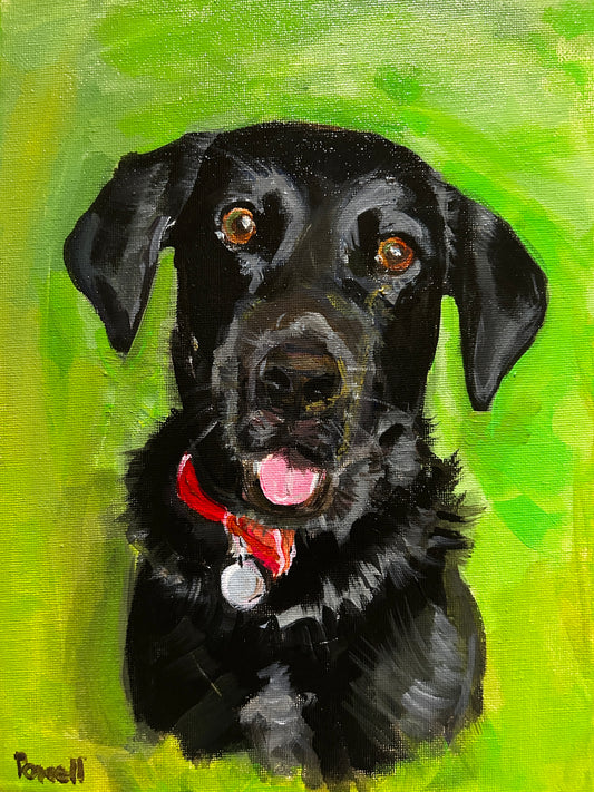 Original pet portrait commission of Ernie the Labrador, black dog with red collar painted against a green background. By Worcestershire artist Margaret Powell